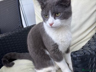 Domestic Shorthair cats - Advert 11