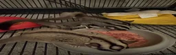 Sugar Glider rodents for sale: 3 Sugar Gliders in Plymouth - Advert 11