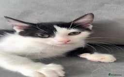 Ragdoll cats for sale: Gorgeous ❤️Bengal-Ragdoll Mix Kitten – £200 Today - Image 7