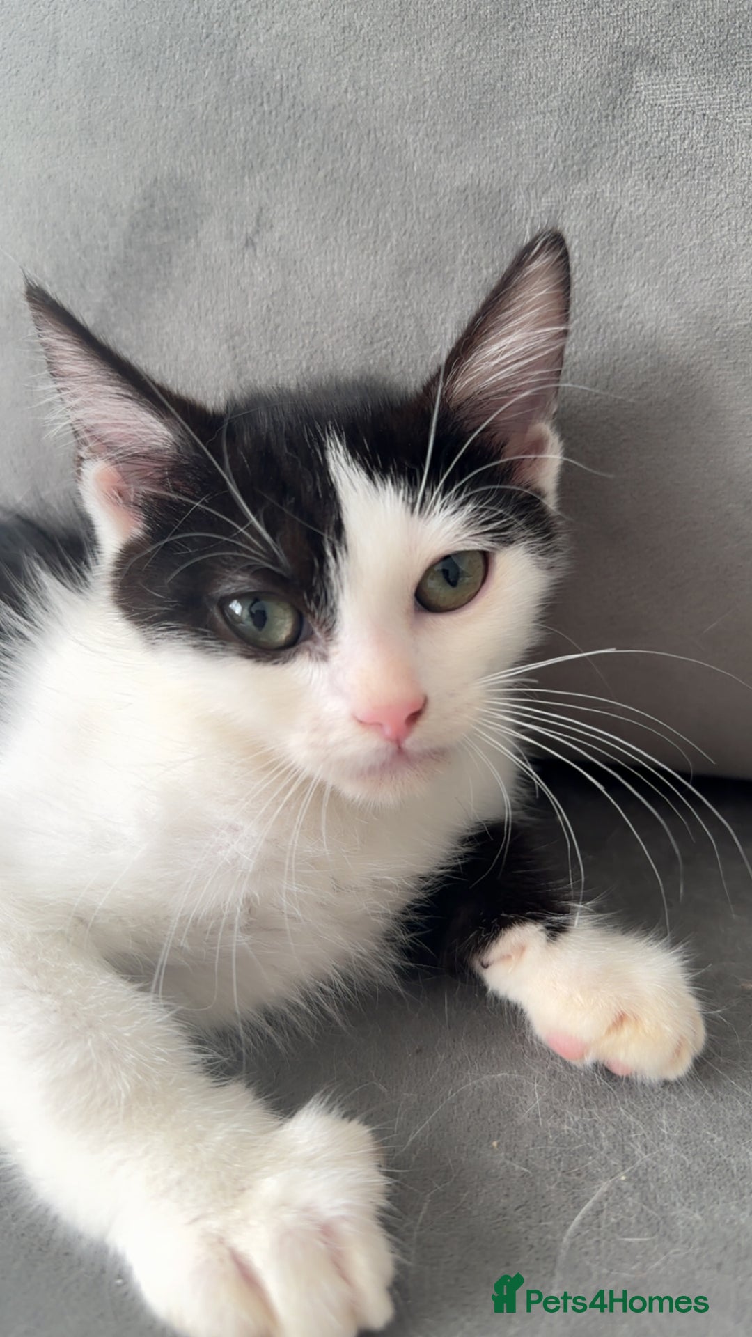 Ragdoll cats for sale: Gorgeous ❤️Bengal-Ragdoll Mix Kitten – £200 Today - Image 7