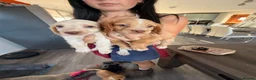 Cocker Spaniel dogs for sale: Cocker spaniel puppies ready Sunday  in Peterborough - Advert 10