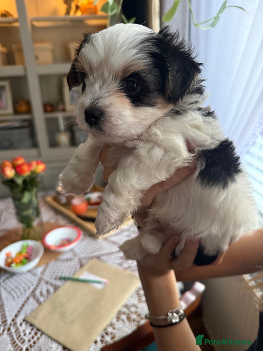 Biewer Terrier dogs for sale: Two beautiful puppies for sale. 1 boy 1 girl - Advert 12