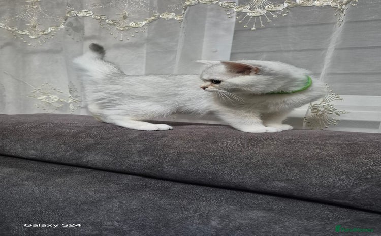 British Shorthair cats - Advert 4