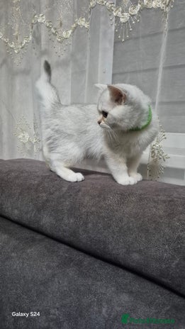 British Shorthair cats - Advert 4
