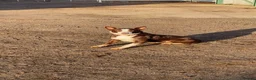 Mixed Breed dogs for sale: Beautiful tri coloured chocolate collie puppies - Advert 3
