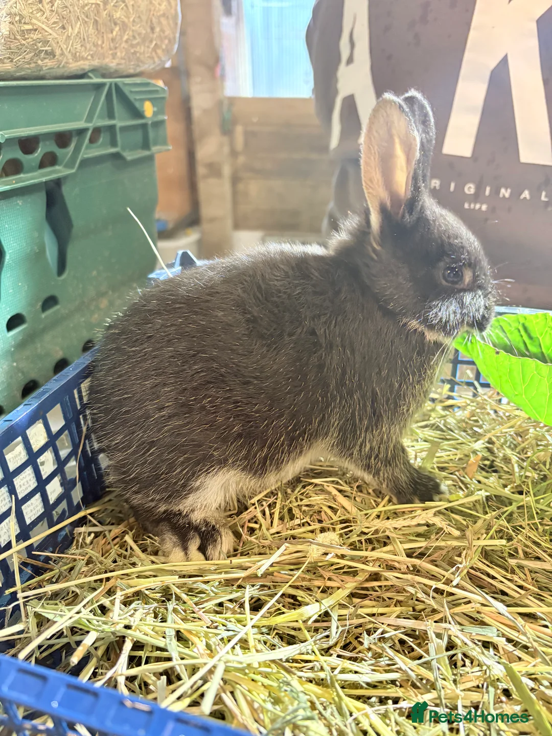 Lionhead rabbits for sale: Velvet rabbit babies - Advert 3
