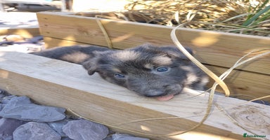 German Shepherd dogs - Advert 1