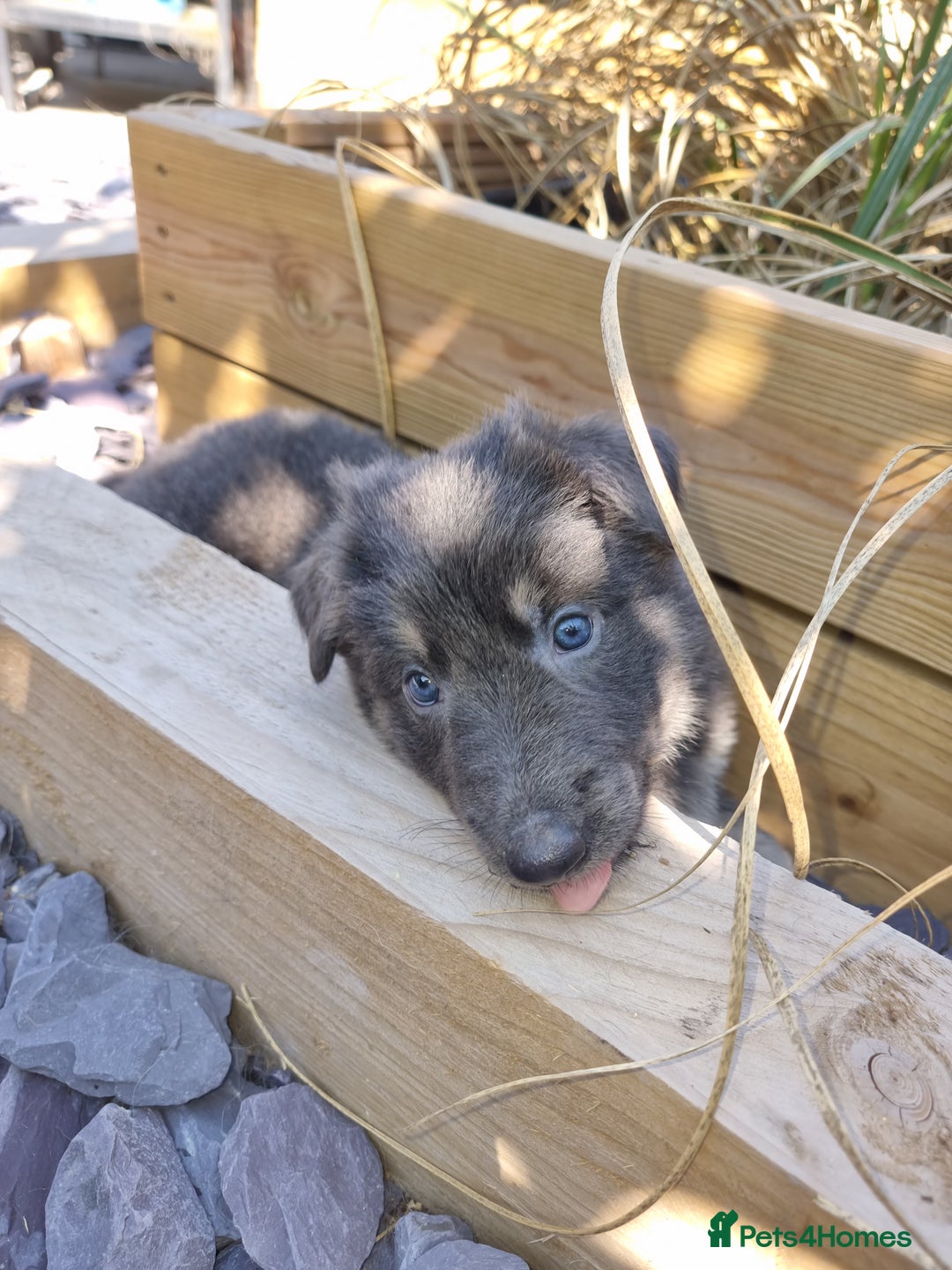German Shepherd dogs for sale:  kc,health tested straight back german shepherd - Image 5