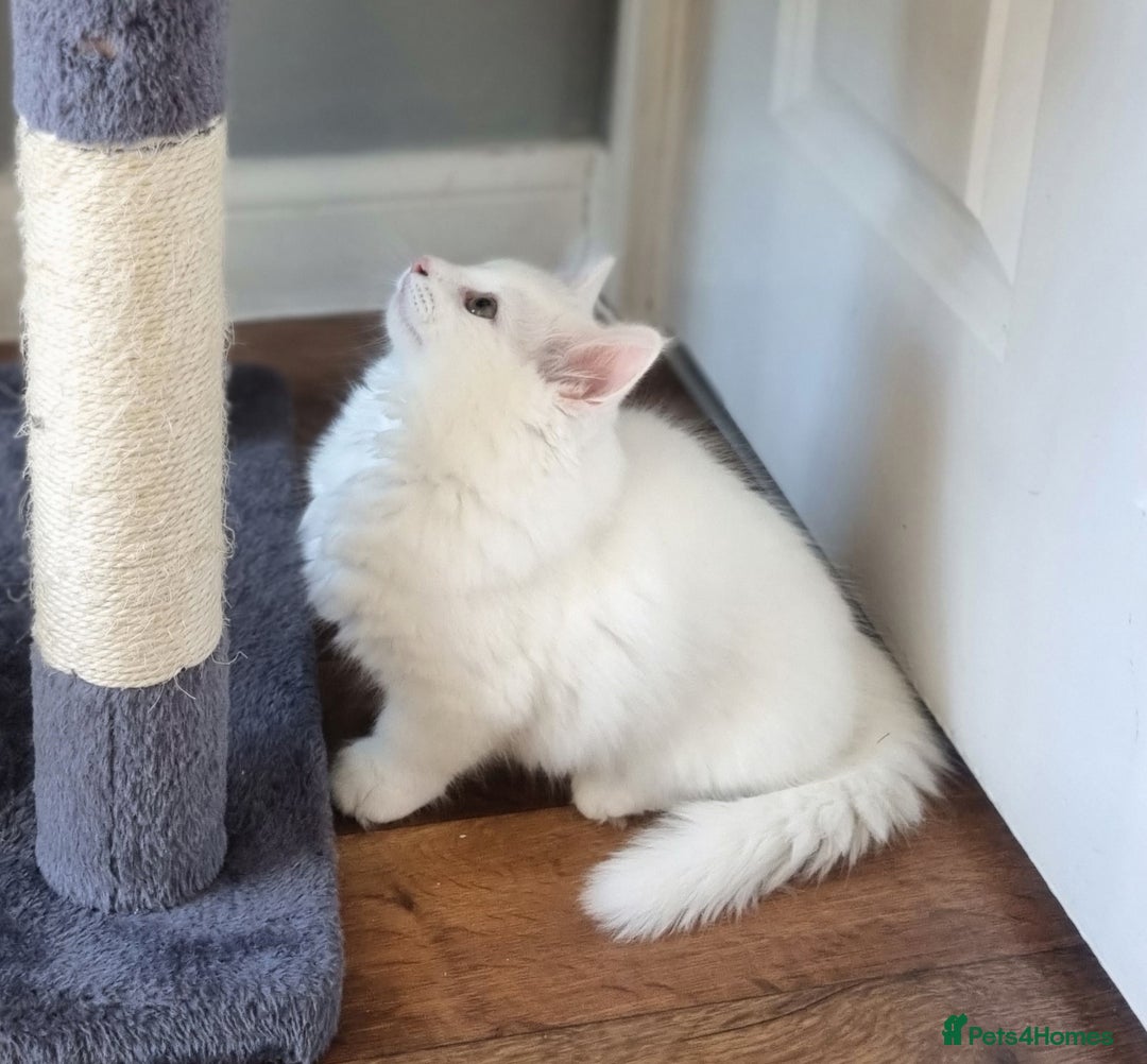 Mixed Breed cats for sale: Cute kittens - Image 13