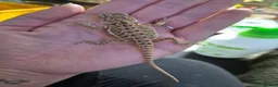 Bearded Dragon reptiles for sale:  Baby bearded dragons - Advert 15