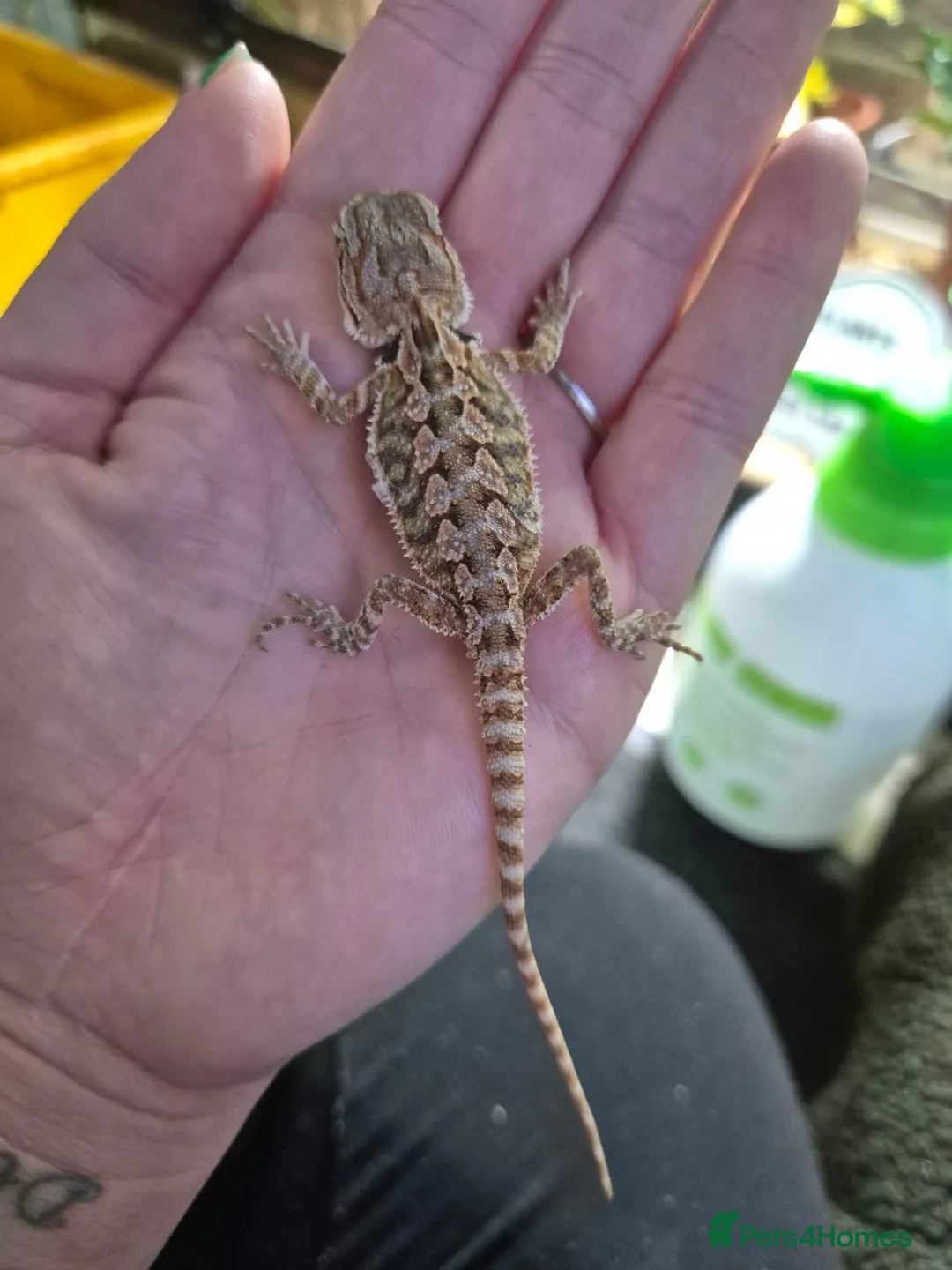 Bearded Dragon reptiles for sale:  Baby bearded dragons - Advert 15