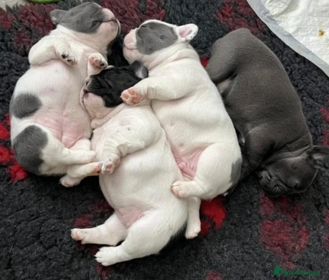 French Bulldog dogs for sale: Confident Pure French Bulldog puppies for sale - Advert 2