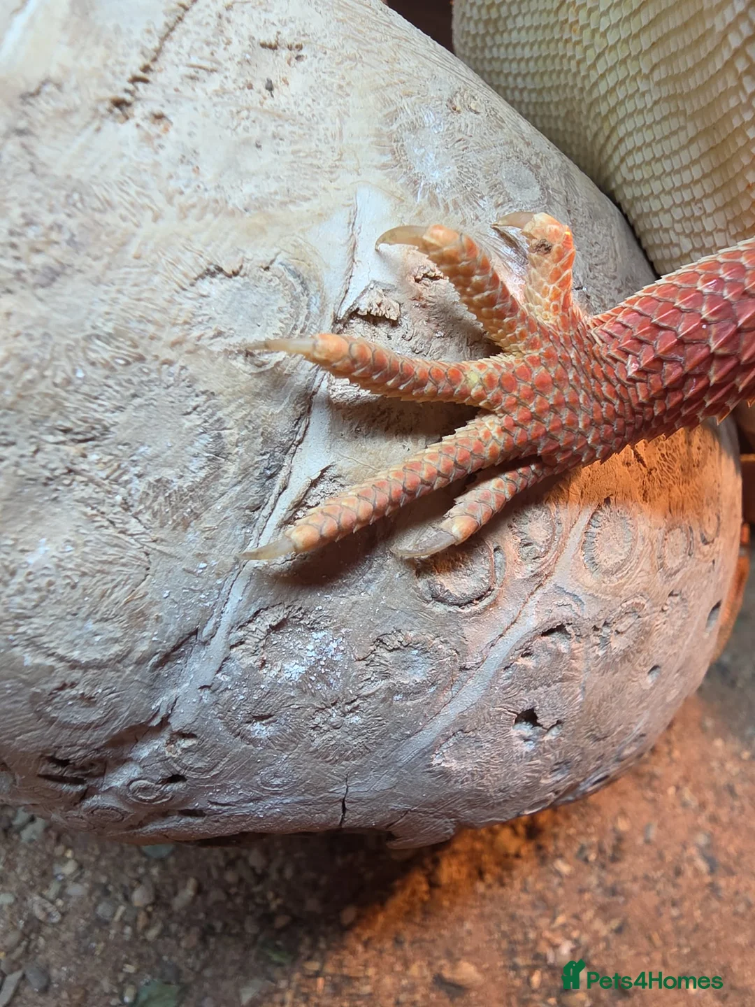Bearded Dragon reptiles for sale: Hypo red/orange bearded dragon  in Thornton-Cleveleys - Advert 5