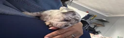 French Bulldog dogs for sale: Fluffy  **  French Bulldogs Puppy - Advert 4