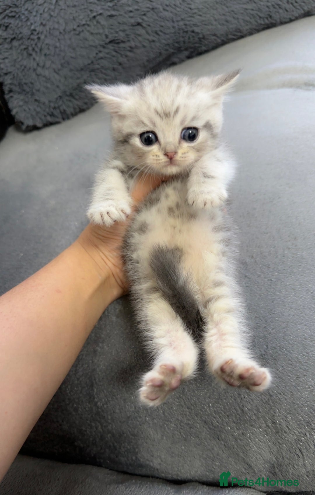 British Shorthair cats for sale: British Shorthair Kittens - Brown, lilac, silver in Birmingham - Image 6