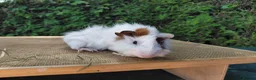 Guinea Pig rodents for sale: Baby guinea-pigs  - Advert 7