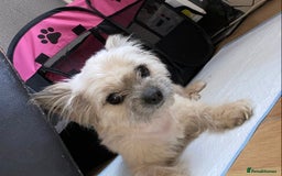 Chorkie dogs for sale: Tiny make chorkies - Image 3