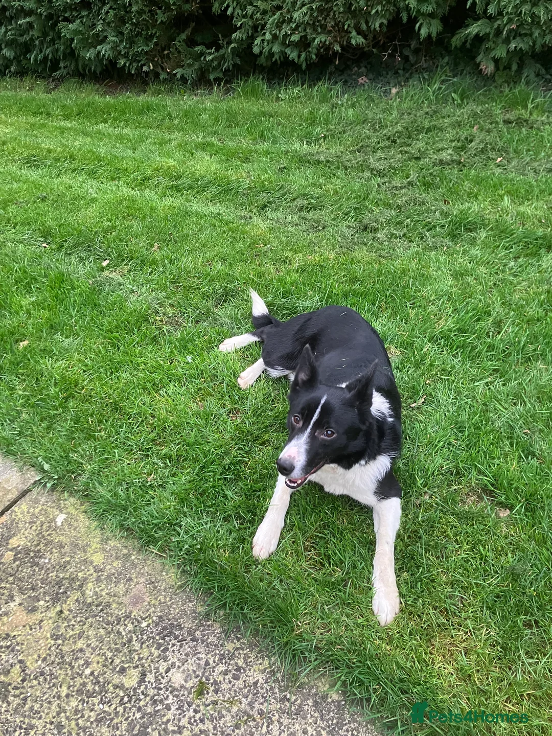 Border Collie dogs for sale: Nel is a wonderful dog  - Advert 3