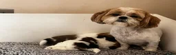 Shih Tzu dogs for sale: Shih Tzu puppies  - Advert 3