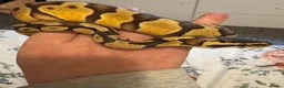 Python Snake reptiles for sale: Royal python  - Advert 4