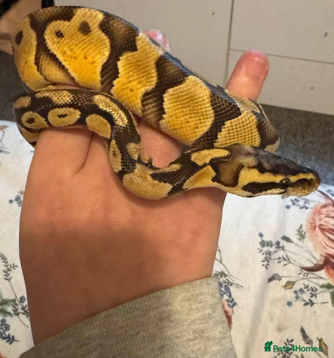 Python Snake reptiles for sale: Royal python  - Advert 4