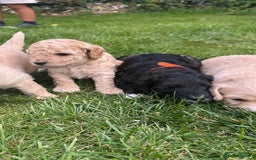 Cockapoo dogs for sale: Cockapoo puppies - Image 2