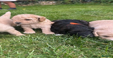 Cockapoo dogs - Advert 2