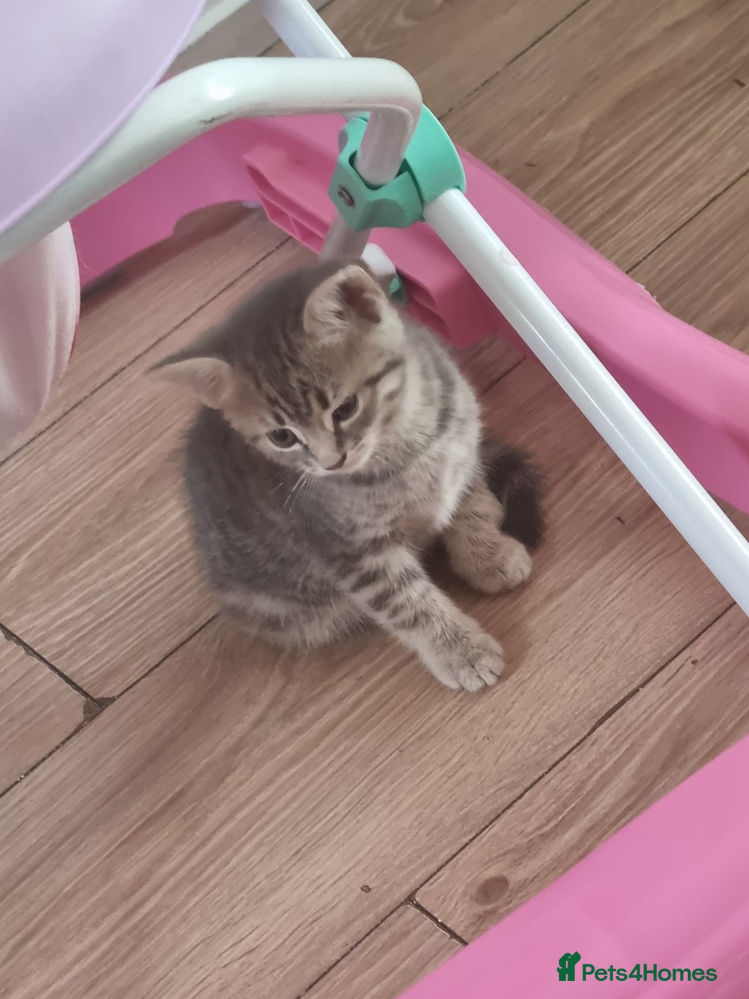 Mixed Breed cats for sale: Kittens  - Image 7