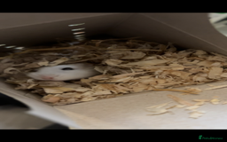 Hamster rodents for sale: Robovski Dwarf Hamster  - Image 2