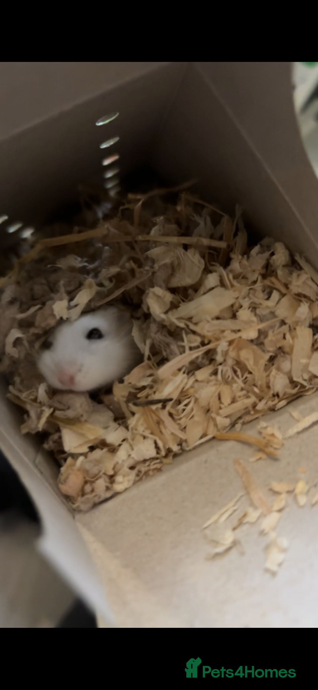 Hamster rodents for sale: Robovski Dwarf Hamster  - Image 2