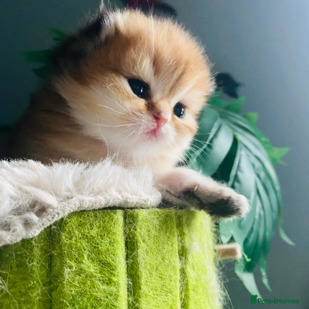 British Longhair cats for sale: 🐾🐾♥️Baby boy - golden black shaded boy🐾🐾♥️ - Advert 1