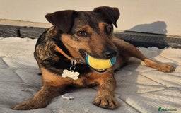 Mixed Breed dogs for adoption: 💙🐶 STAS 🐶💙 - Image 28