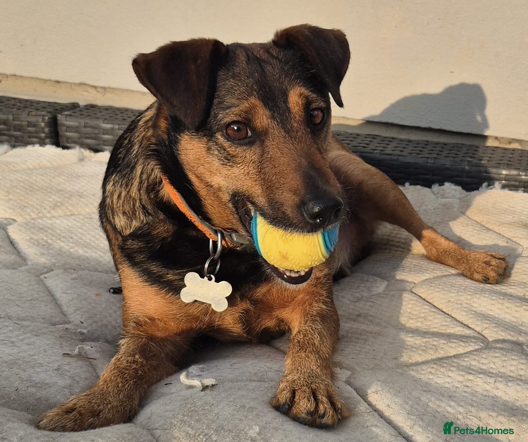 Mixed Breed dogs for adoption: 💙🐶 STAS 🐶💙 - Image 28