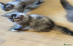 Maine Coon cats for sale: Maine Coon pedigree  - Image 8