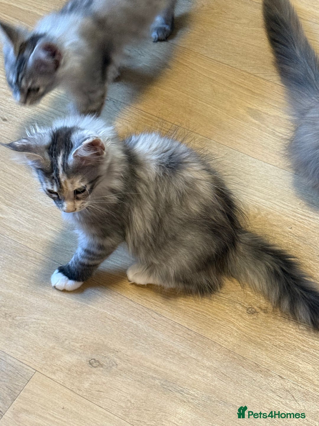 Maine Coon cats for sale: Maine Coon pedigree  - Image 8