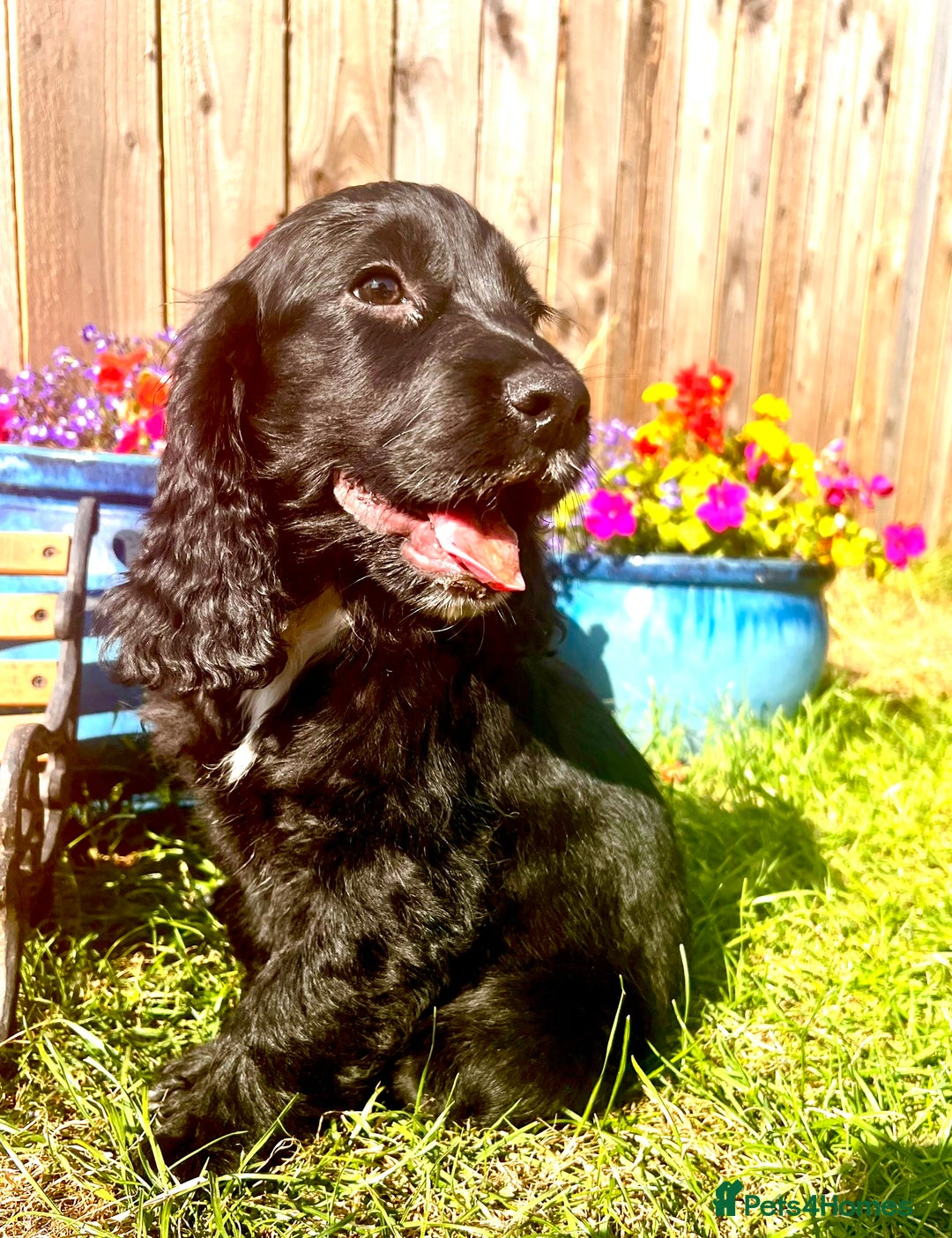 Sprocker dogs for sale: Quality Sprocker Spaniels last Black Boy ! - Image 16