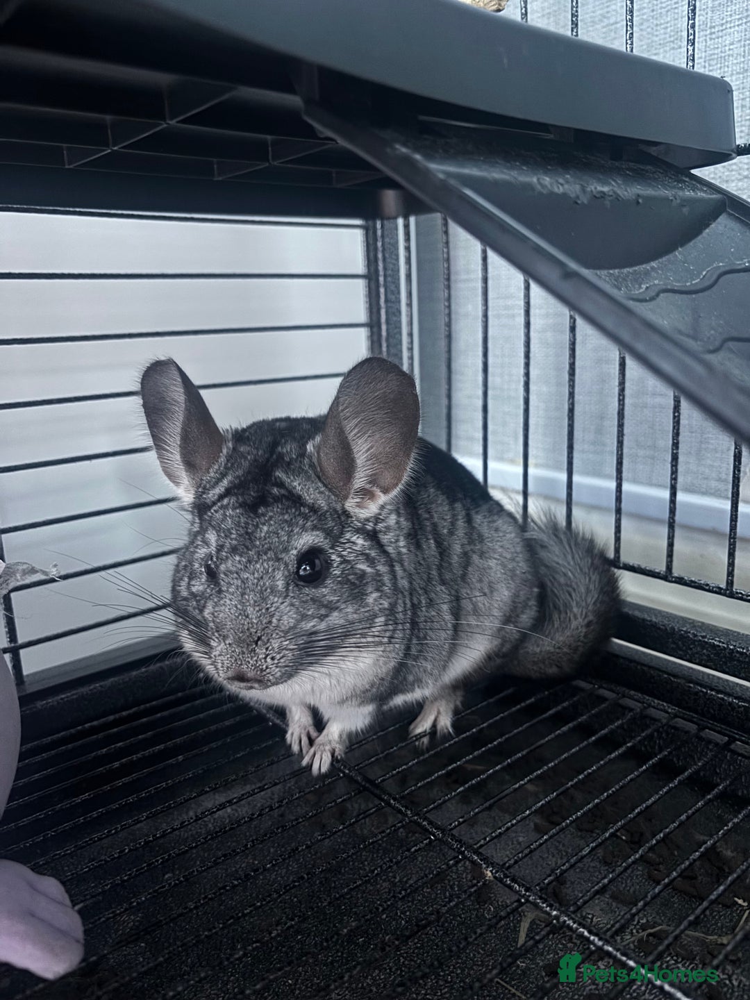 Chinchilla rodents for sale: 10 month old Boy chinchilla  - Image 3