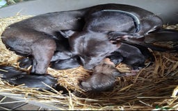 Mixed Breed dogs for sale: Italian greyhound mixed with Dalmatian - Image 6