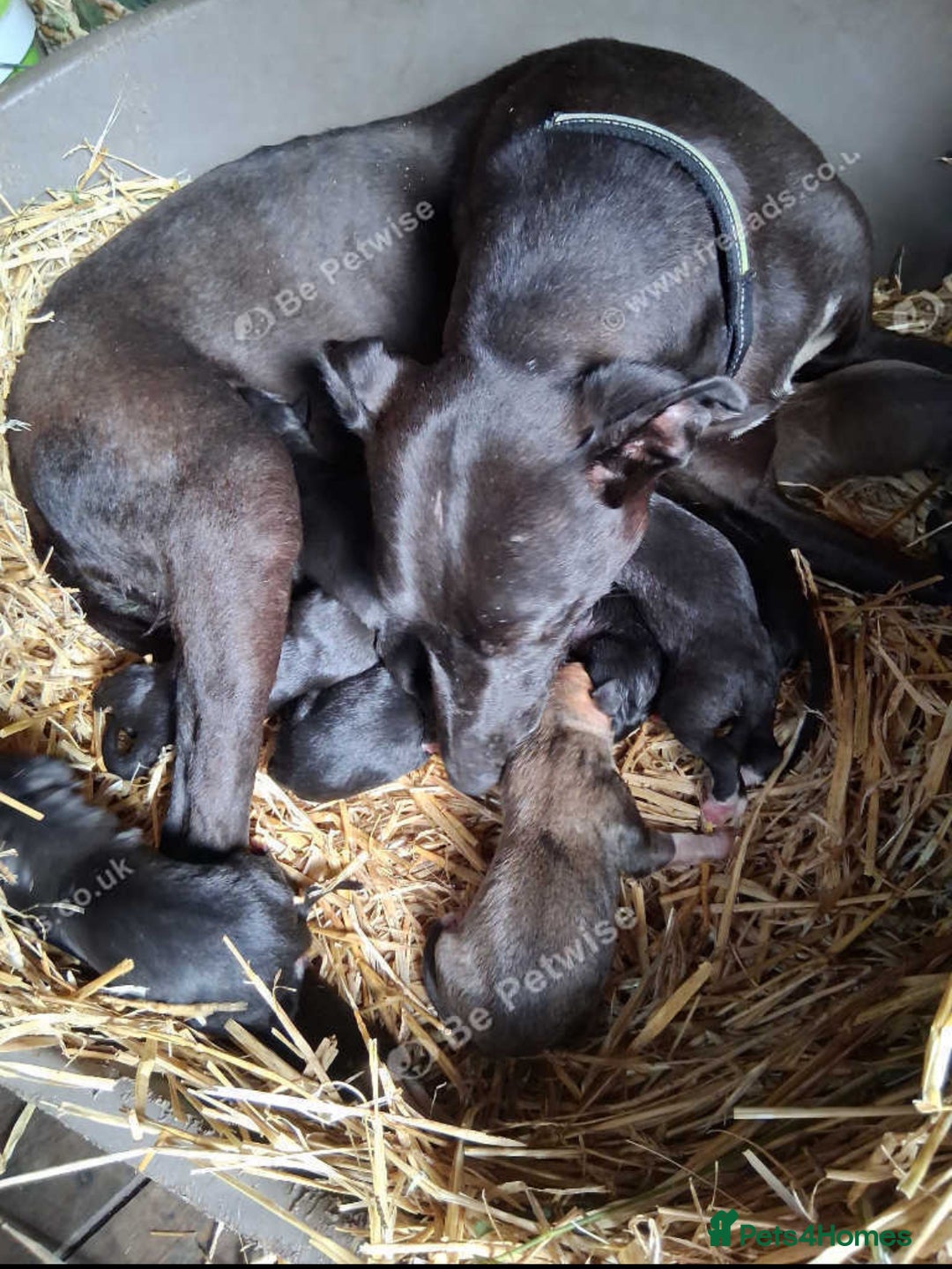 Mixed Breed dogs for sale: Italian greyhound mixed with Dalmatian - Image 6