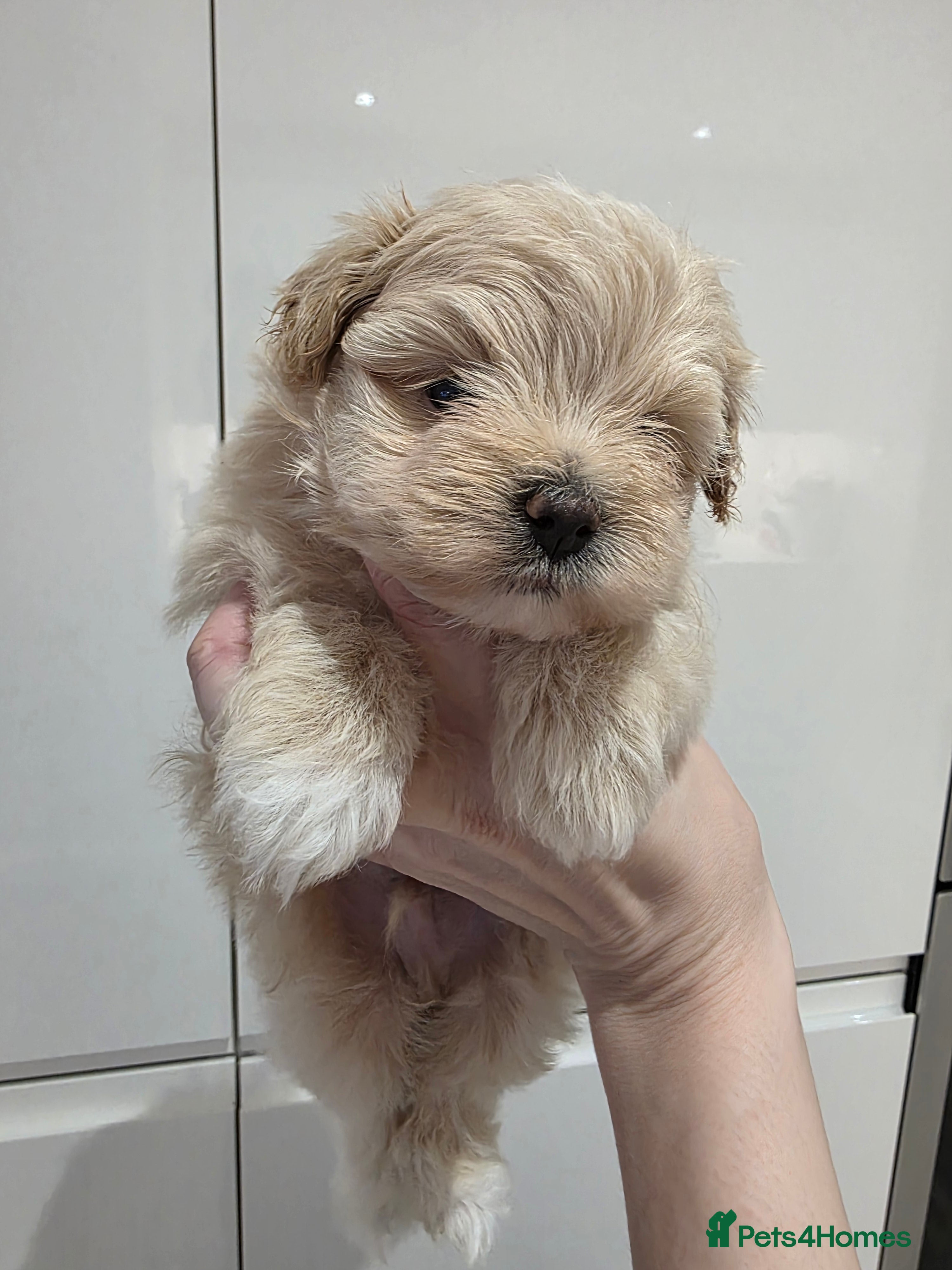 Maltipoo dogs Beautiful f1 korean maltipoo males - Advert 9