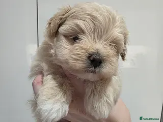 Maltipoo dogs Beautiful f1 korean maltipoo males - Advert 9