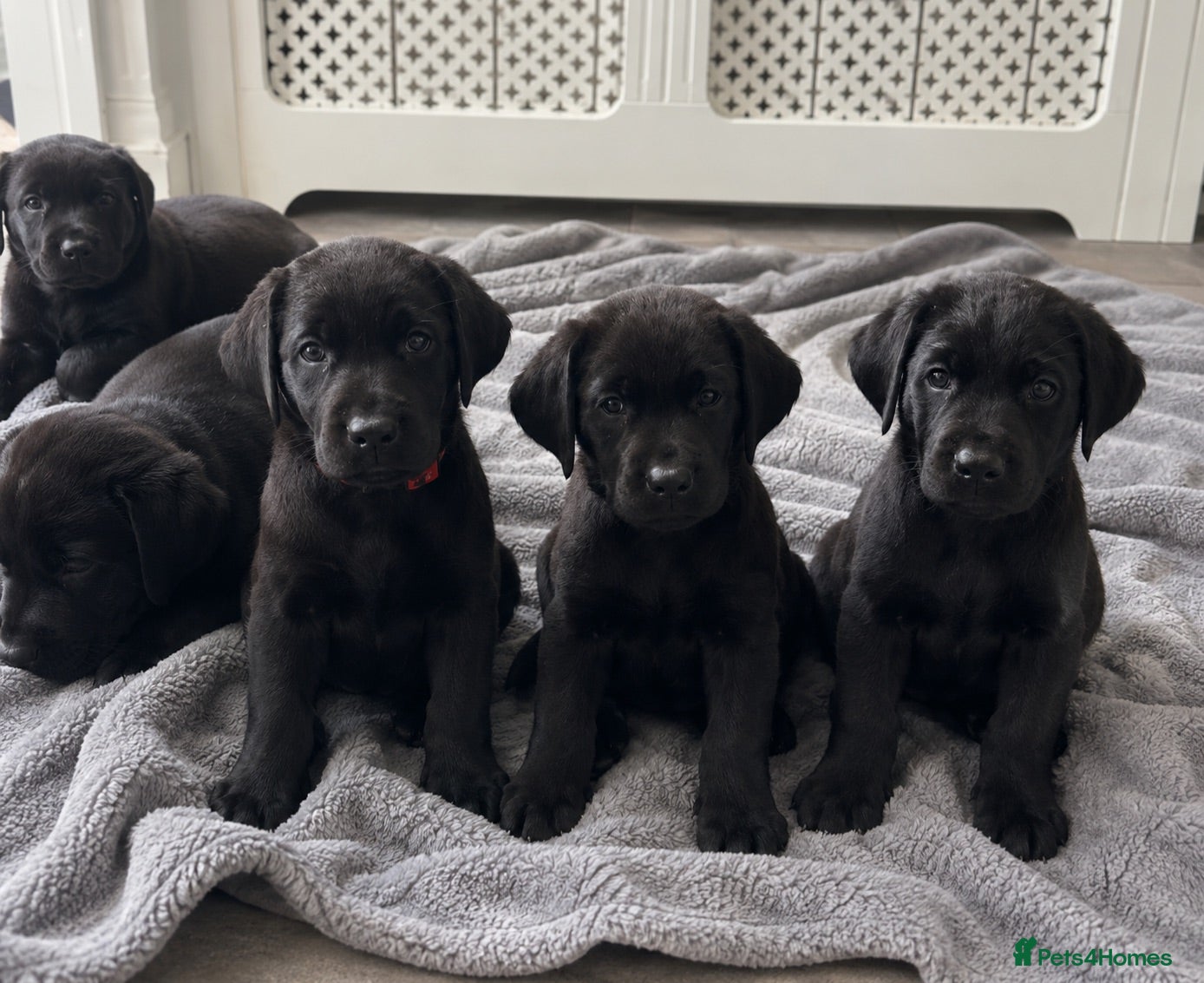 Labrador Retriever dogs Beautiful KC Black Labrador Puppies  - Advert 1