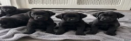 Labrador Retriever dogs for sale: Beautiful KC Black Labrador Puppies  - Advert 1