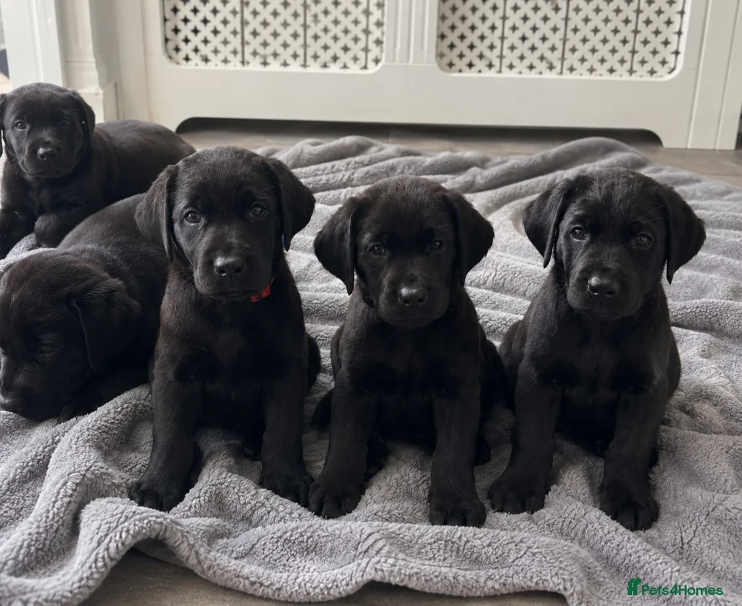 Labrador Retriever dogs for sale: Beautiful KC Black Labrador Puppies  - Advert 1