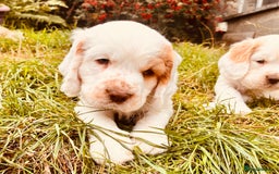 Clumber Spaniel dogs for sale: 3/4 clumber 1/4 cocker spaniel pups - Image 13