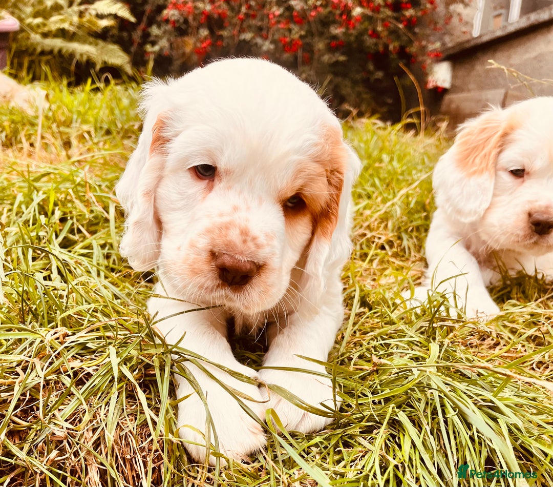 Clumber Spaniel dogs for sale: 3/4 clumber 1/4 cocker spaniel pups - Image 13