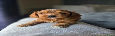 Cavapoo 5