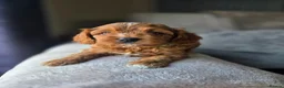 Cavapoo dogs for sale: ⭐️ F1 red toy Cavapoo puppies ⭐️ - Advert 11