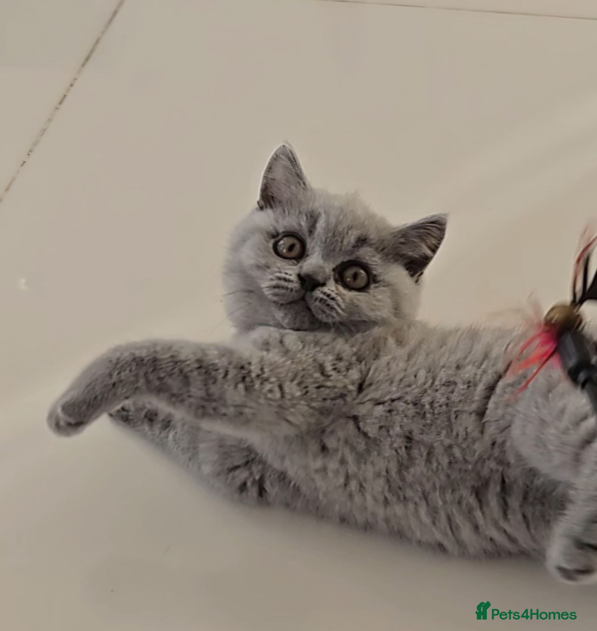 British Shorthair cats GCCF registered Imperial Grand Champion dad 🏆😍  - Advert 11