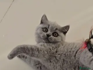 British Shorthair cats GCCF registered Imperial Grand Champion dad 🏆😍 - Advert 11